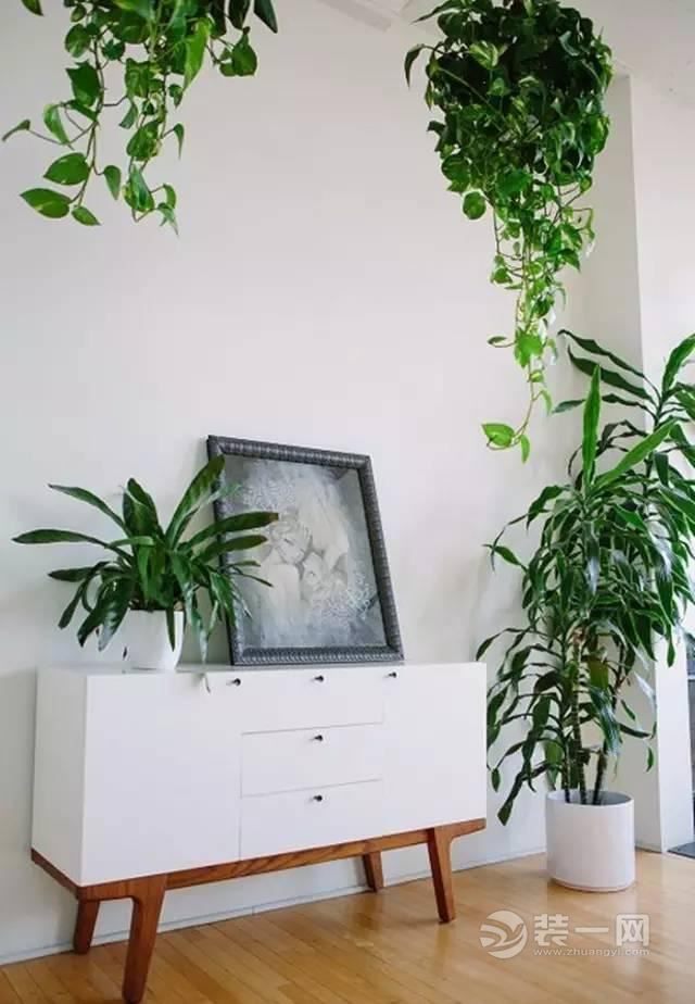 炎炎夏日来临 用绿植装扮家居带来丝丝凉意